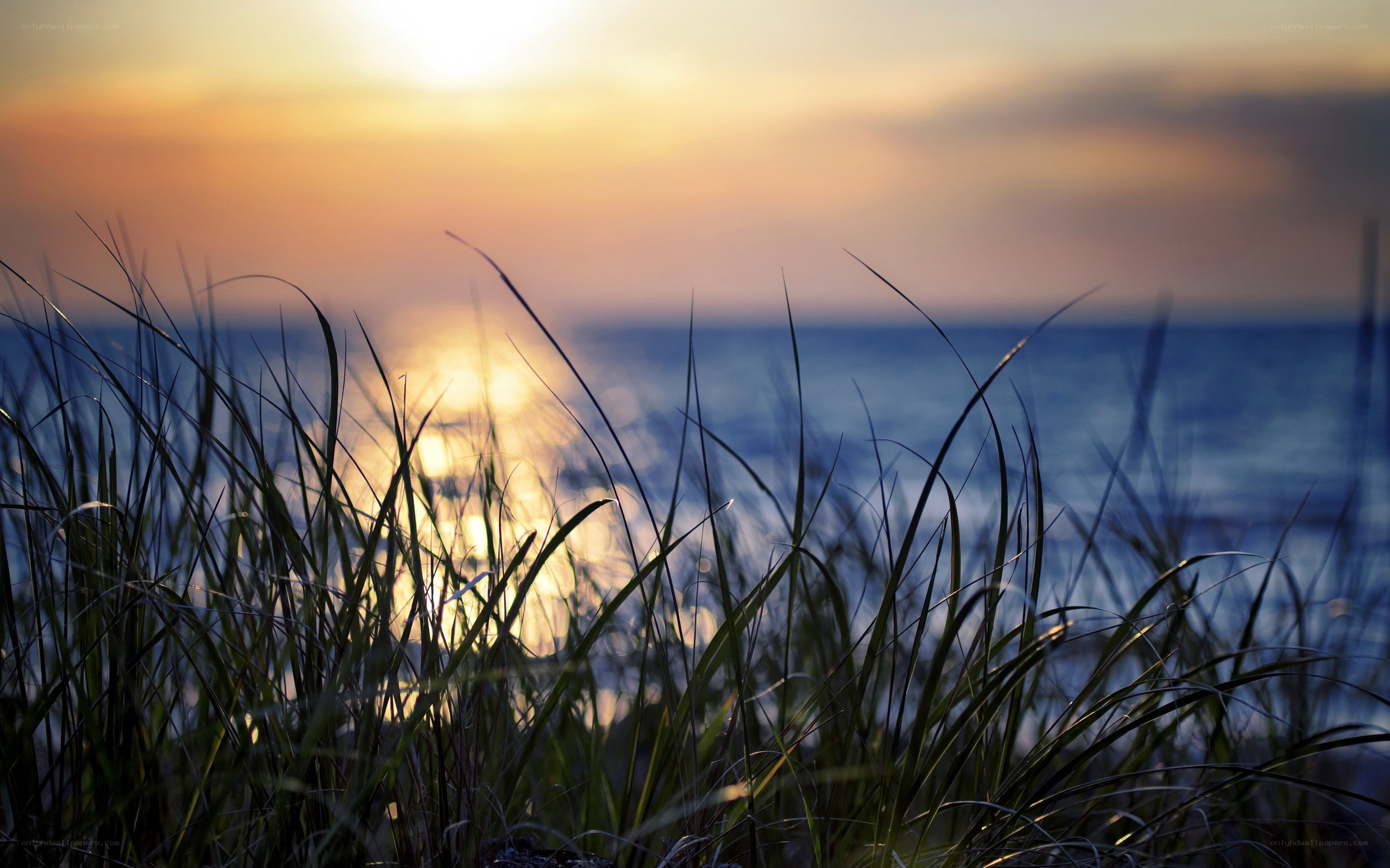 Sunset over the ocean with grass