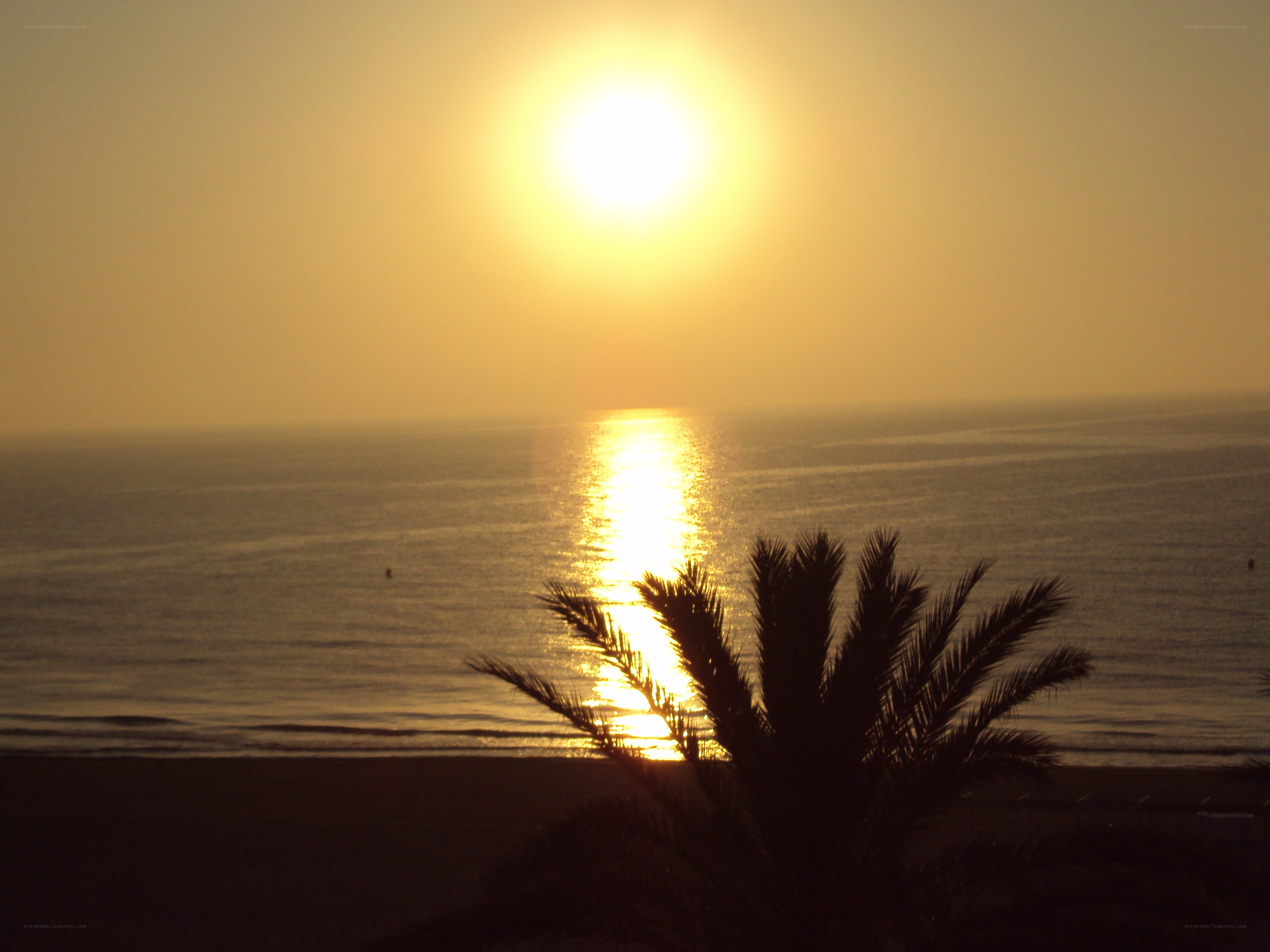 Sunset over the ocean with palm tree