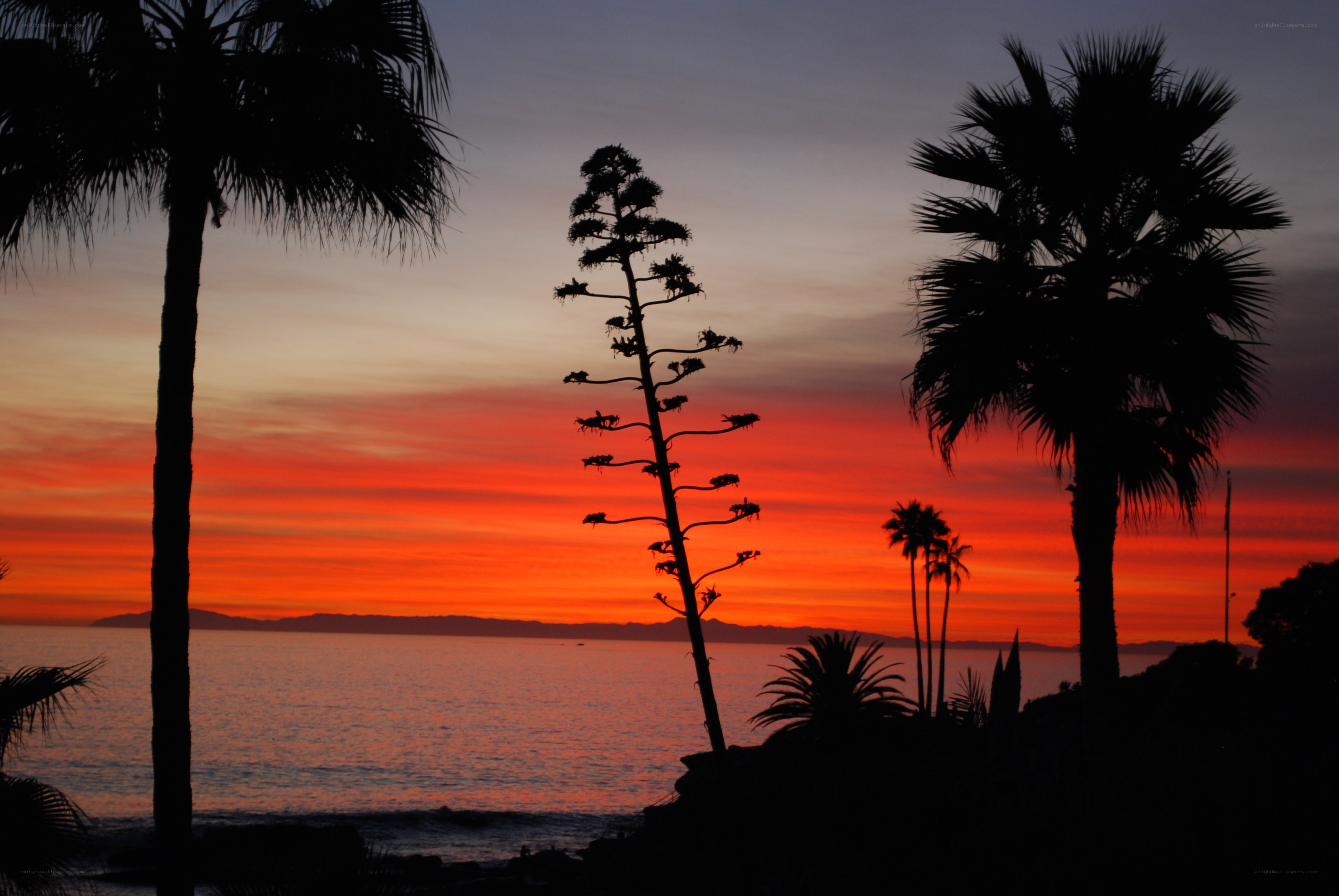 sunset over the ocean with palm trees