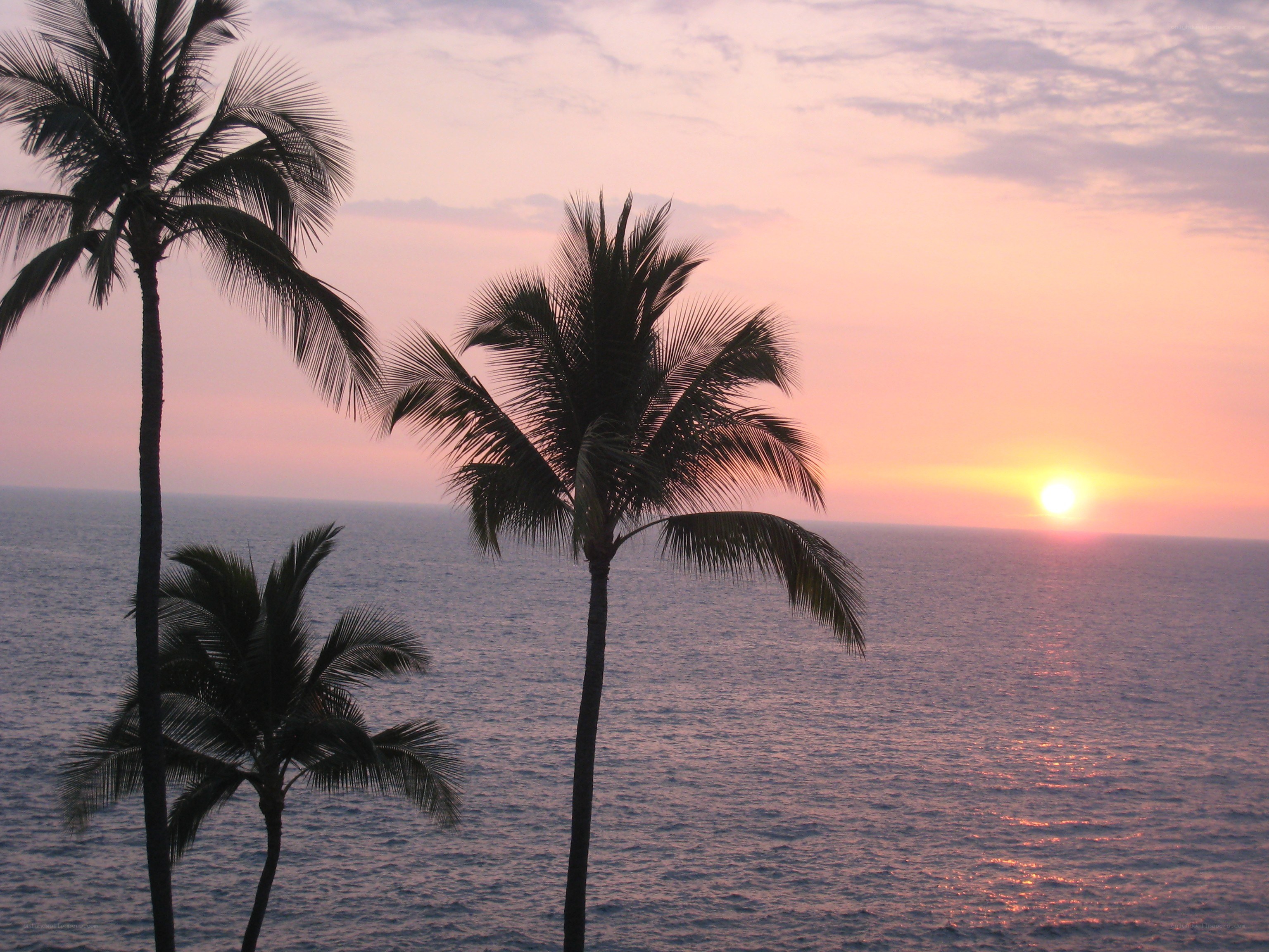 sunset over the ocean with palm trees