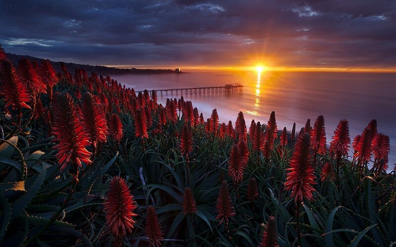 Sunset over the ocean with red flowers