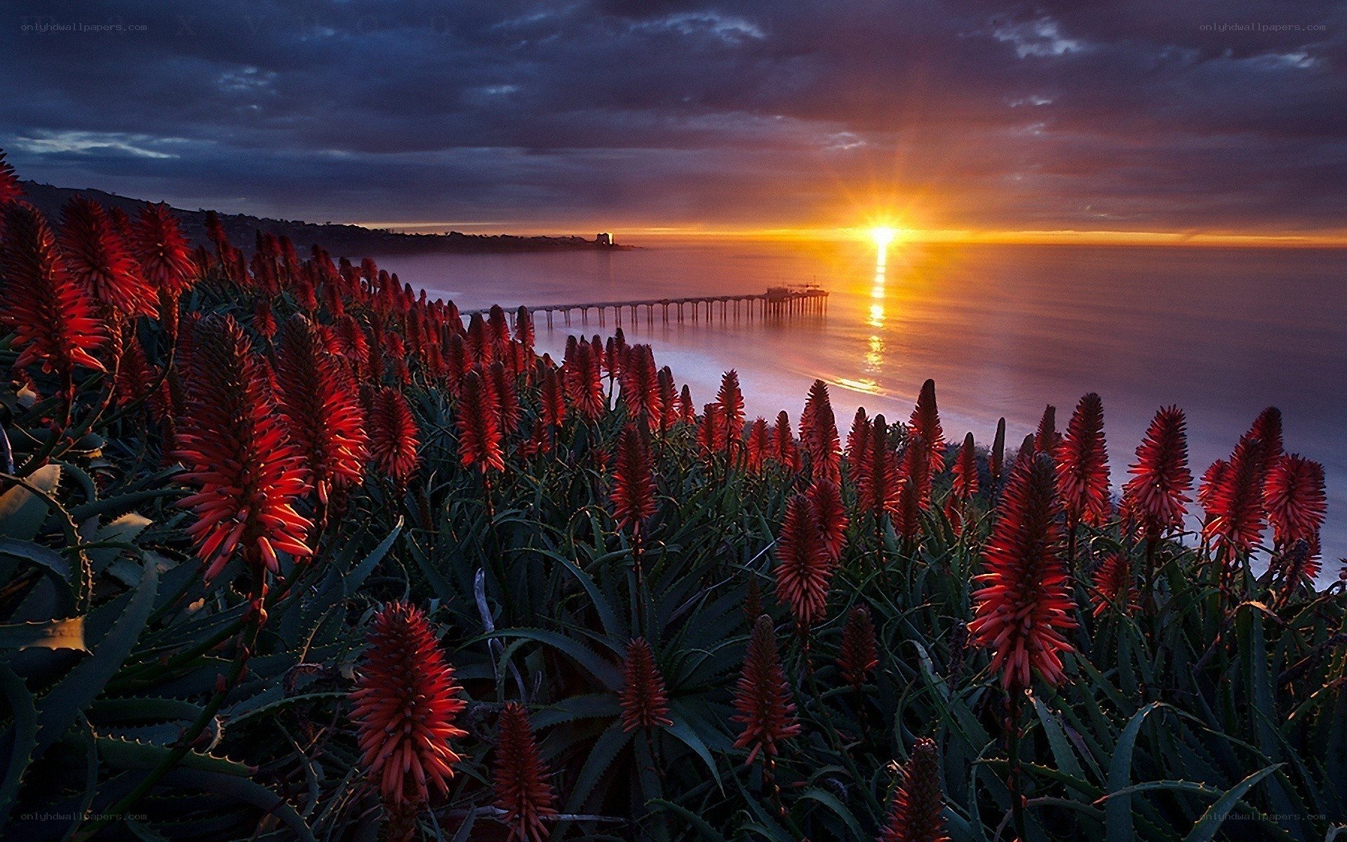 Sunset over the ocean with red flowers