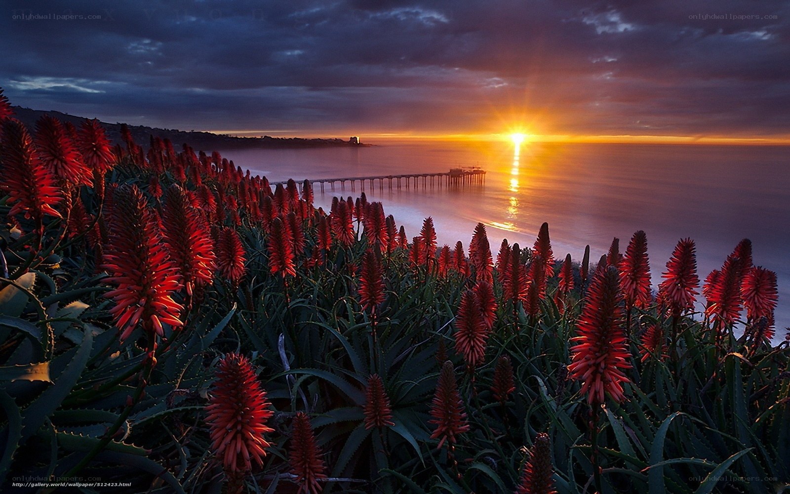 Sunset over the ocean with red flowers