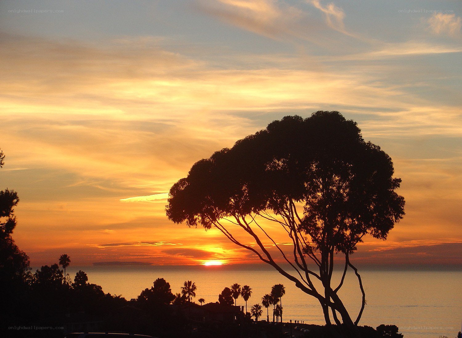 sunset over the ocean with tree silhouette