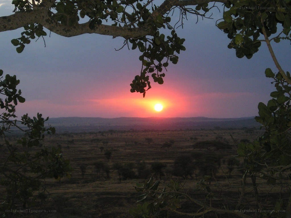 Sunset over the savanna