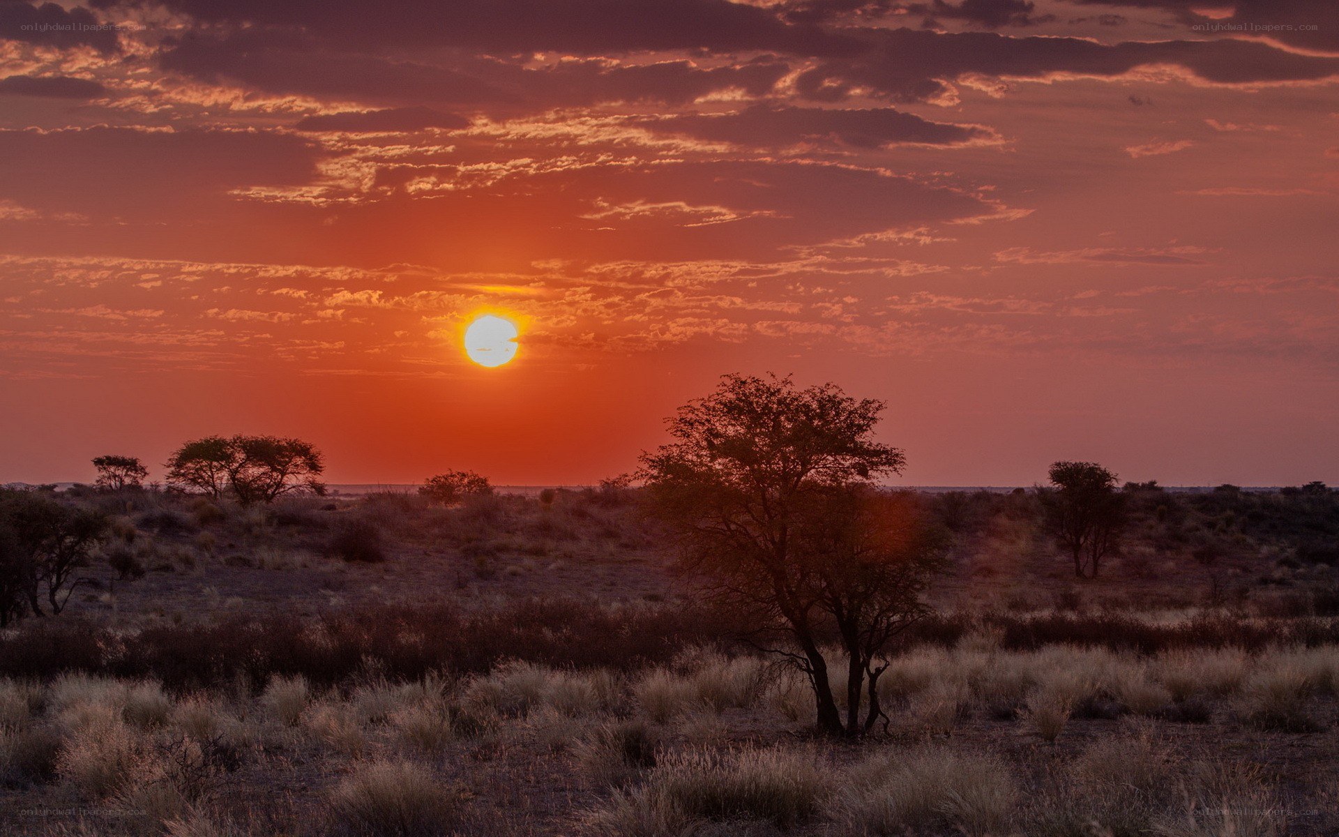 Sunset over the savanna
