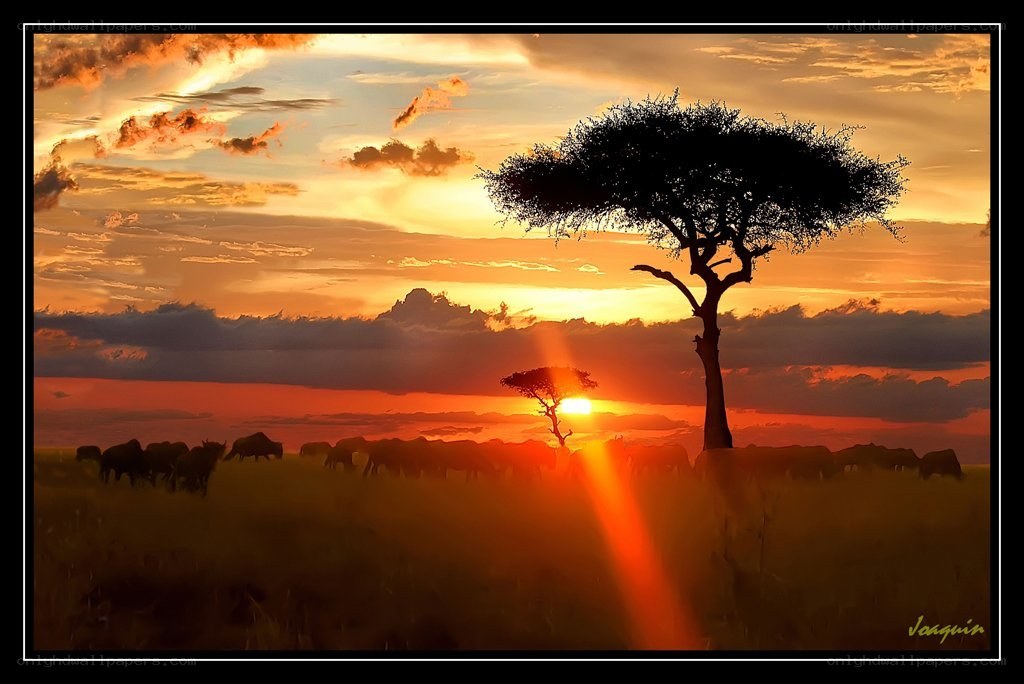 Sunset over the savanna