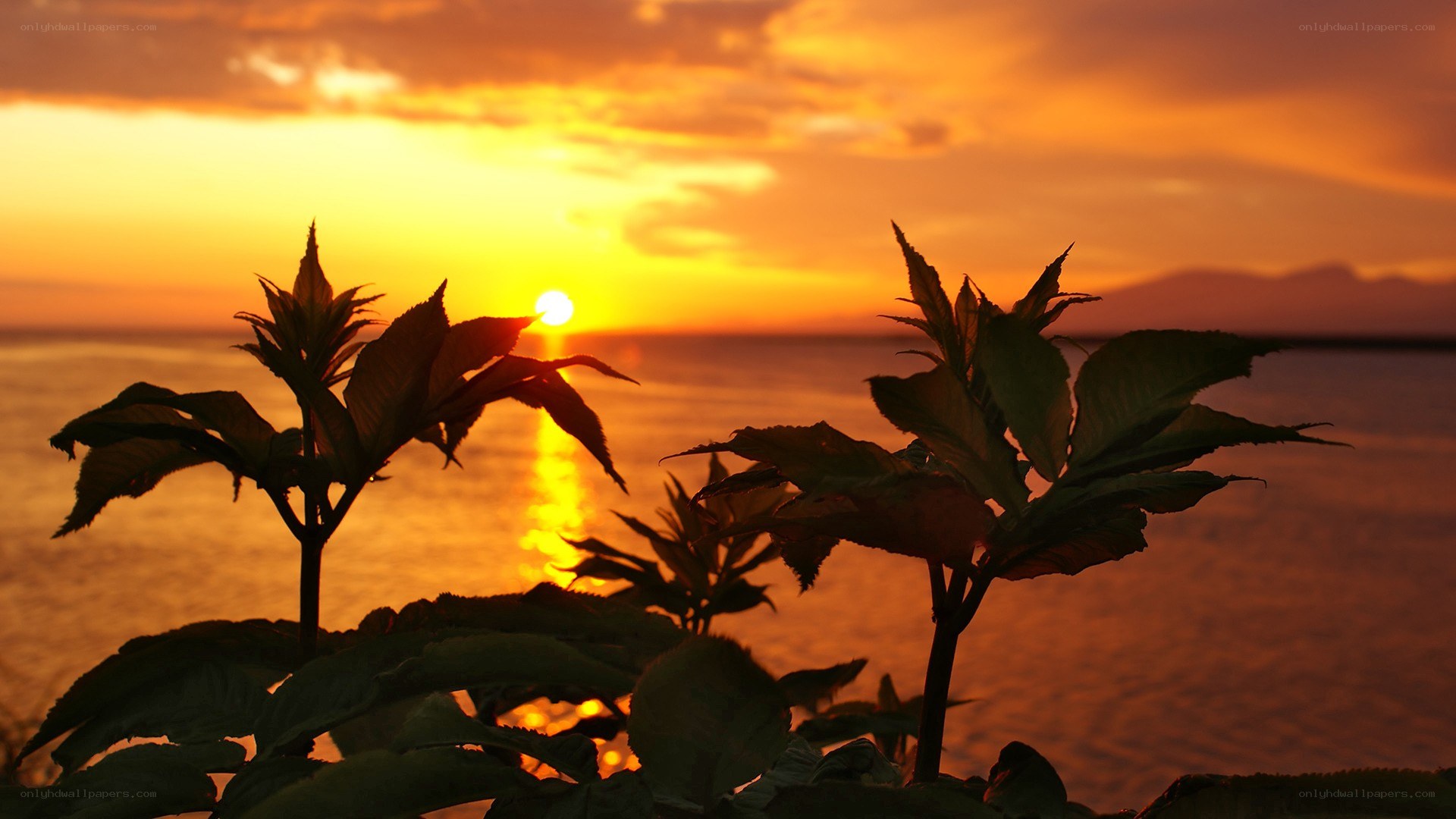 Sunset over the sea