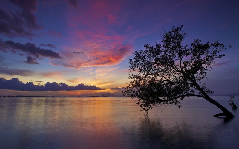 Sunset over the sea with a tree