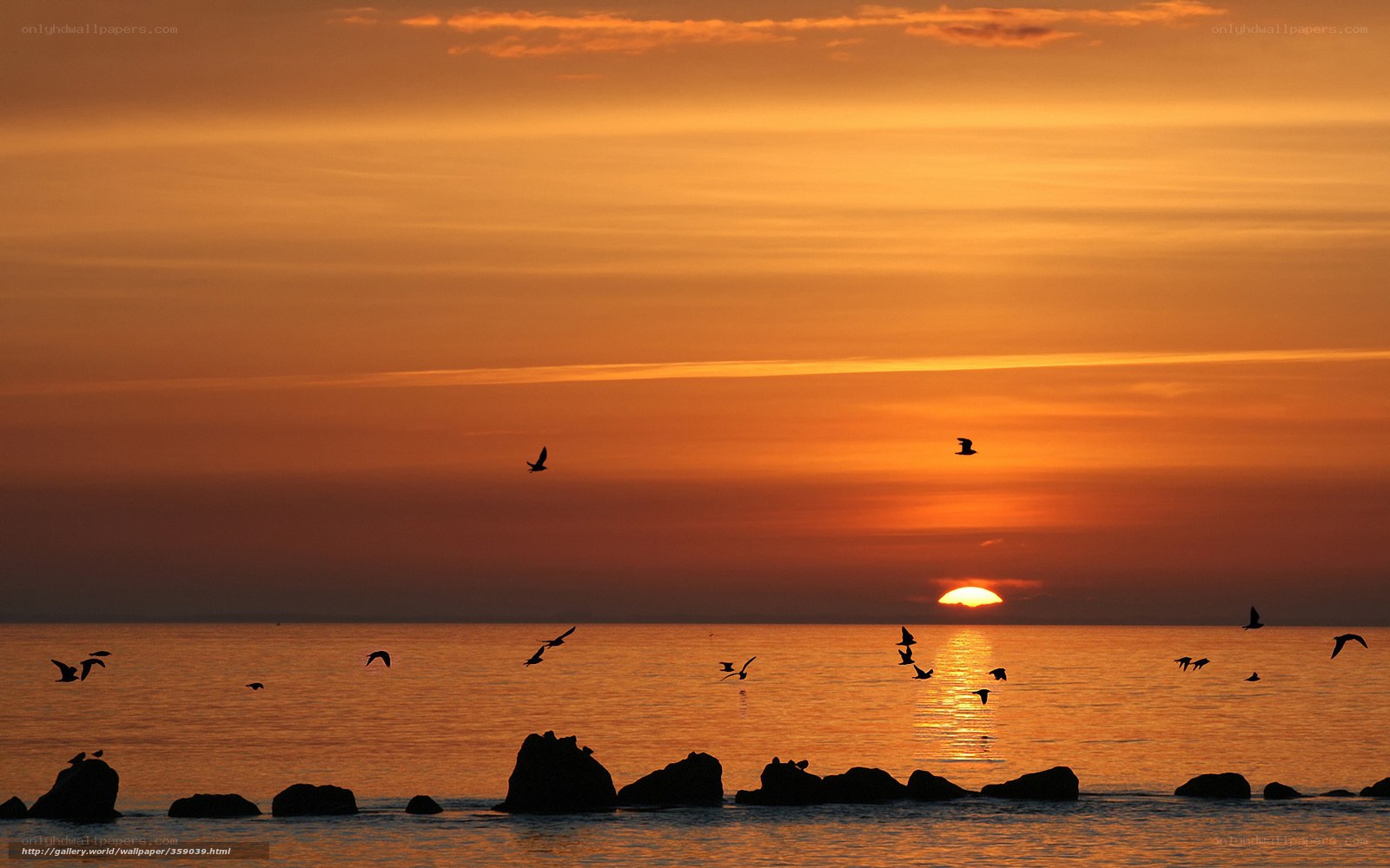 Sunset over the sea with birds