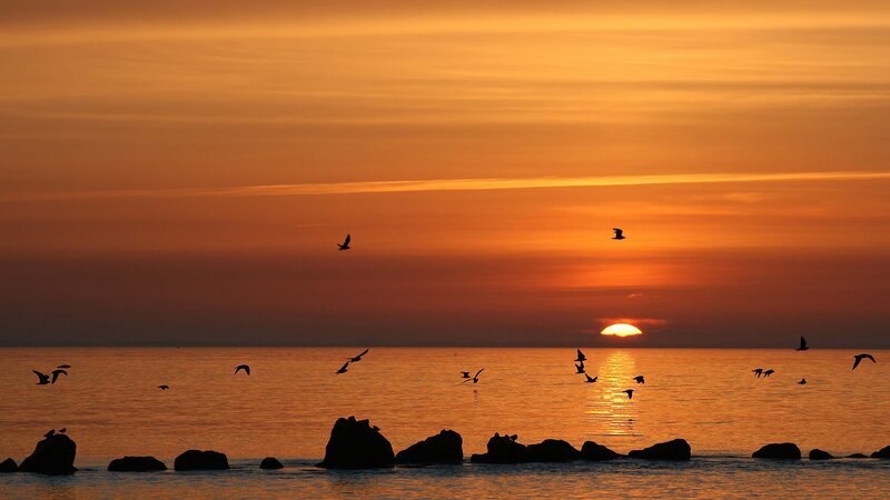 Sunset over the sea with birds