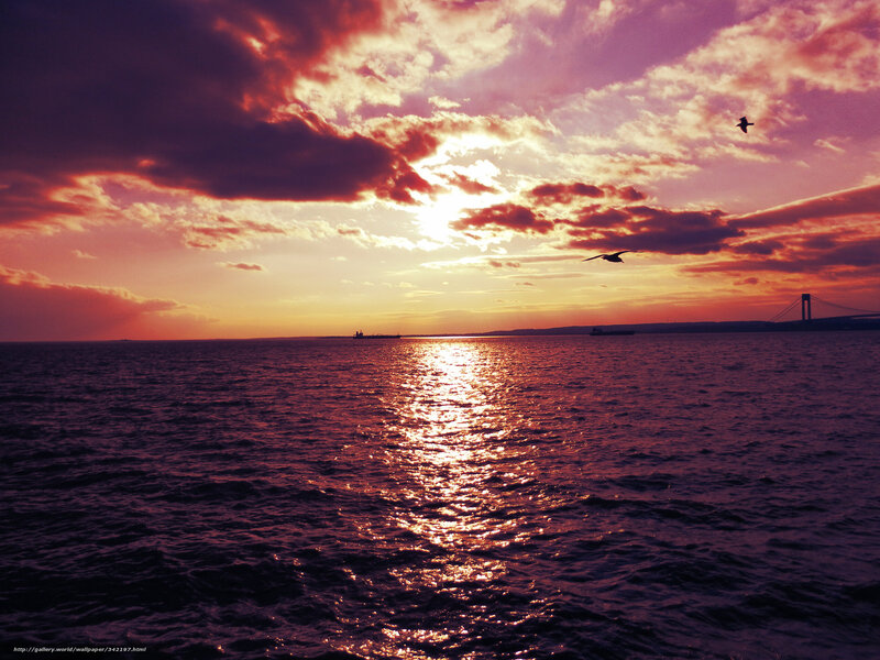 Sunset over the sea with birds