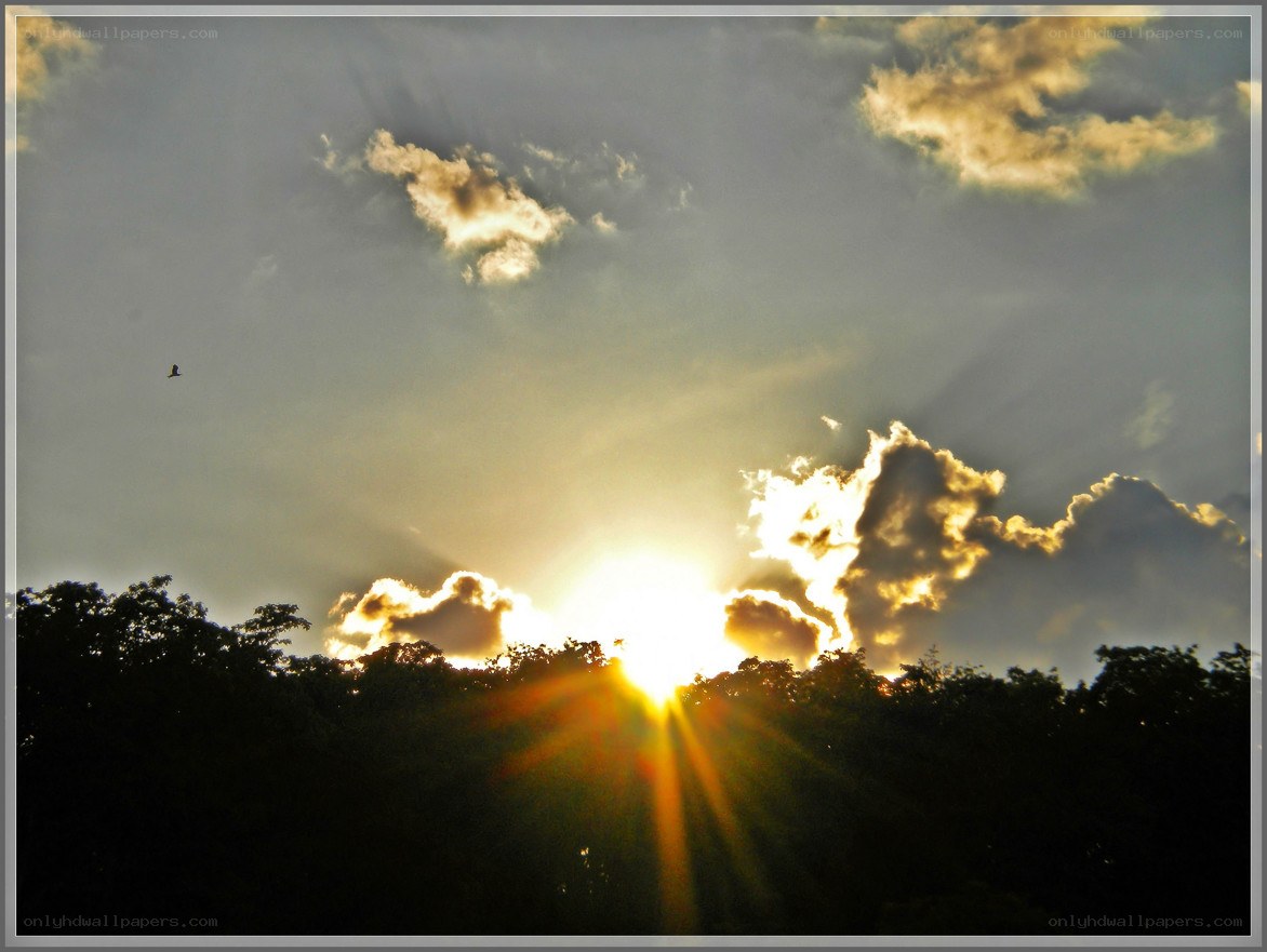Sunset over the treetops