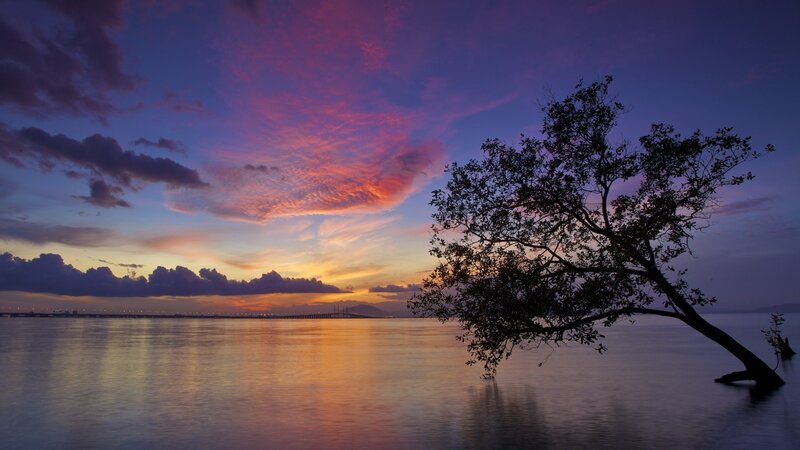 Sunset over the water with a tree
