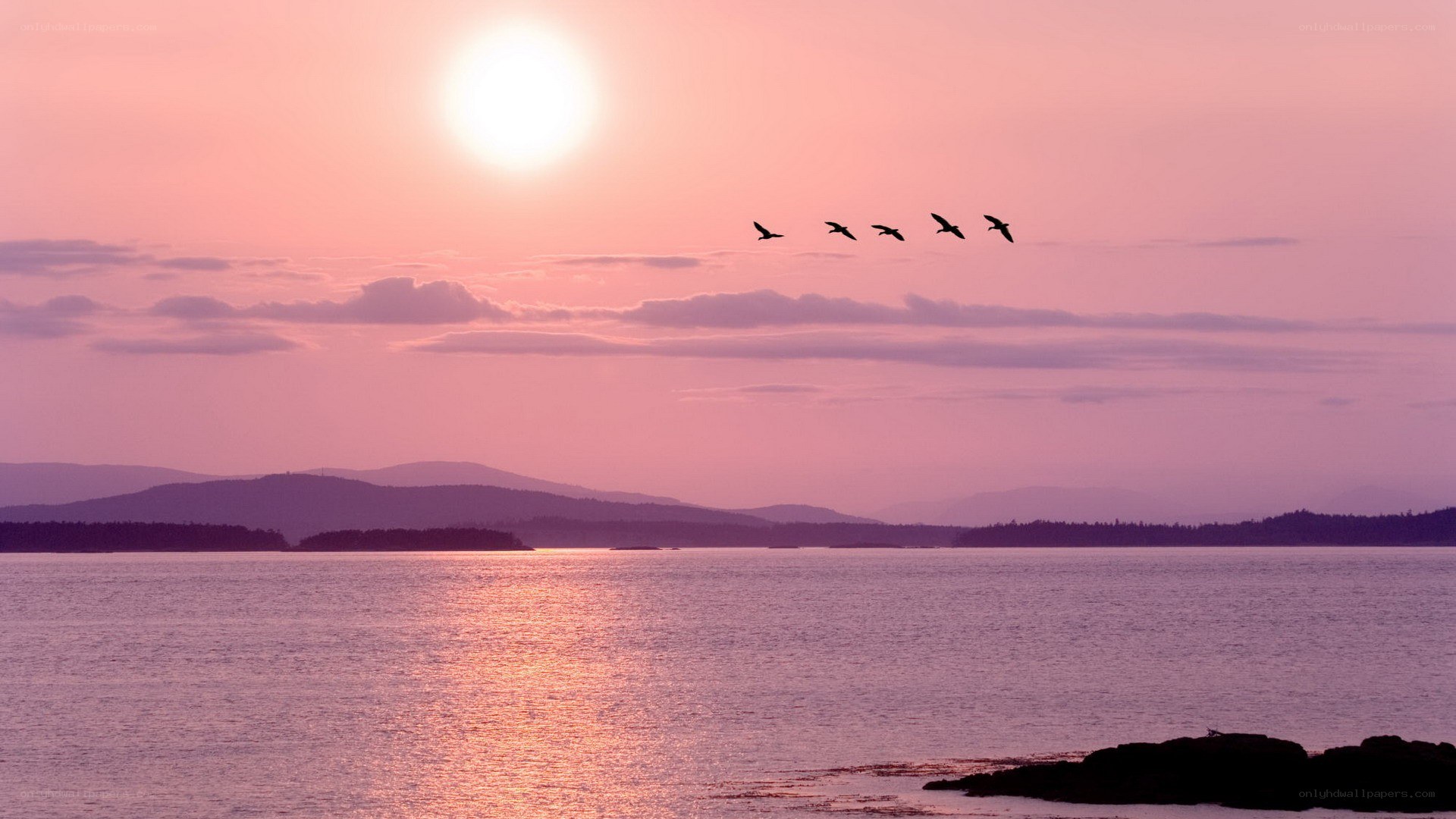 sunset over the water with birds