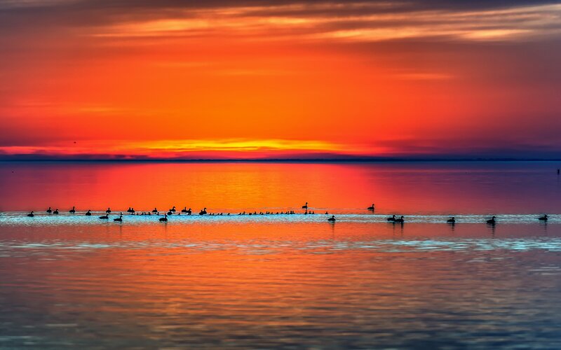 Sunset over the water with birds