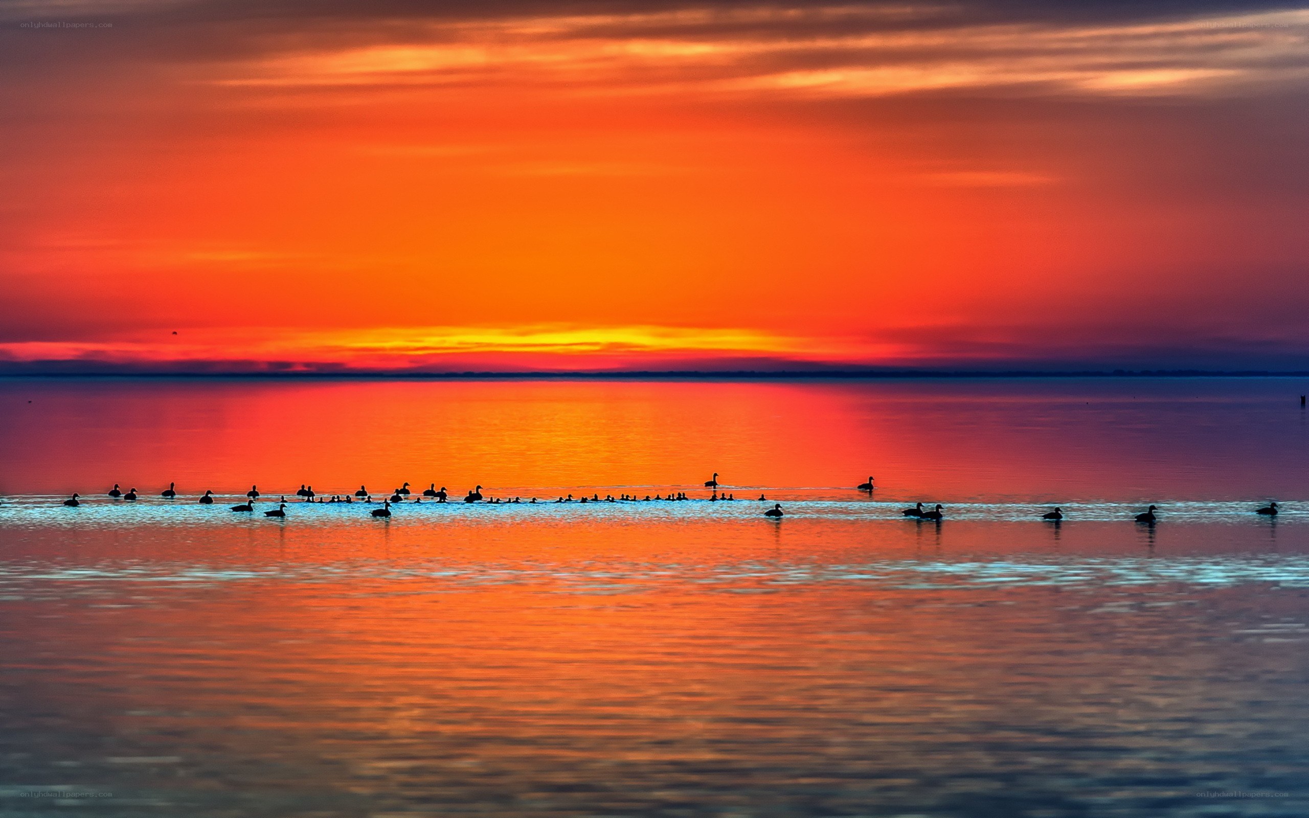 Sunset over the water with birds