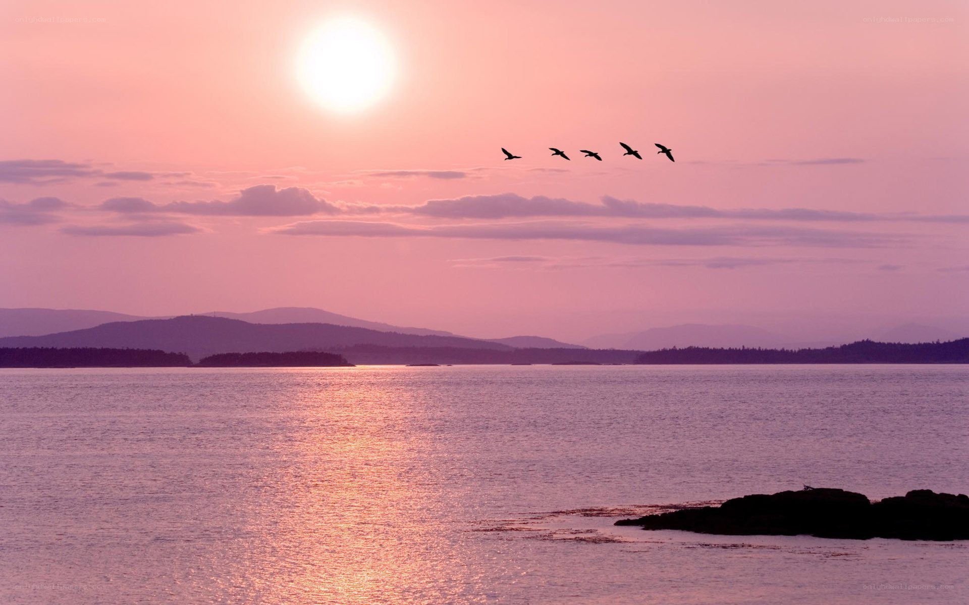 sunset over the water with birds