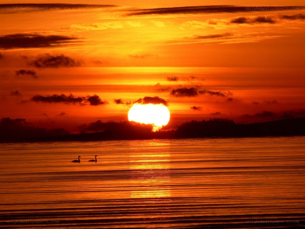 Sunset over the water with swans
