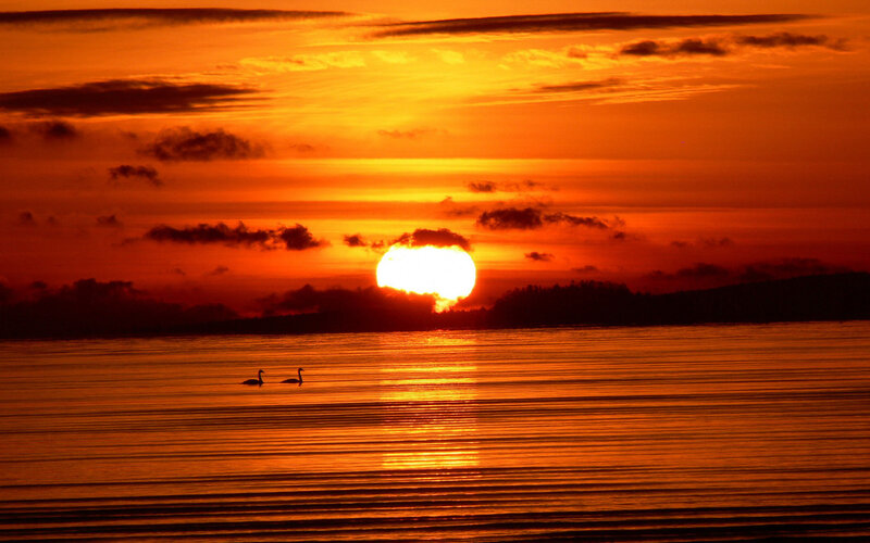 Sunset over the water with swans