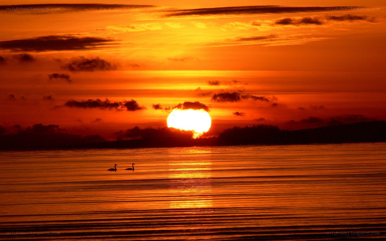 Sunset over the water with swans