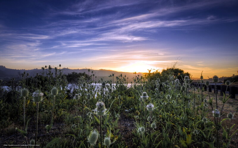 Sunset over thistle field