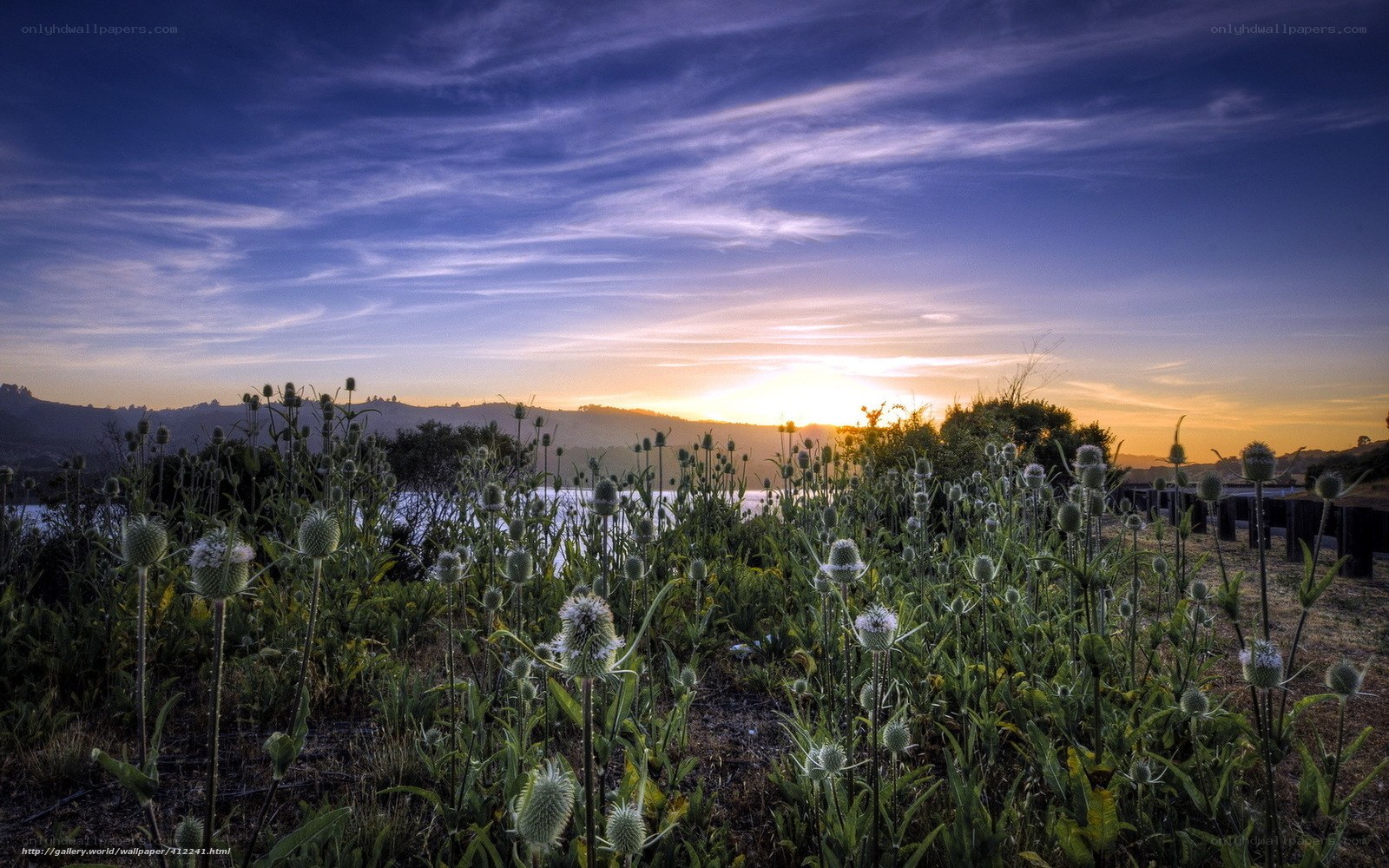 Sunset over thistle field