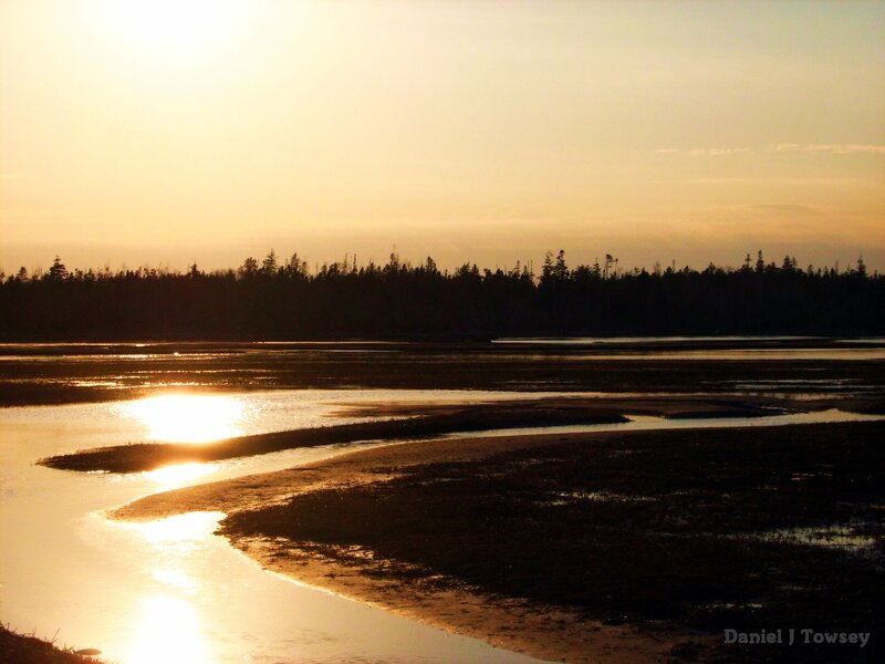 Sunset over Tidal Flats — Gold, Serene, Photograph, Trees