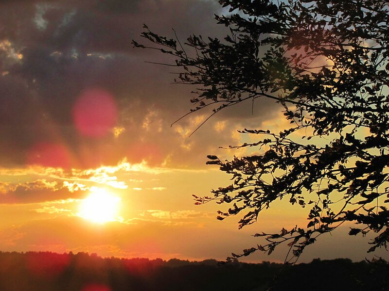 Sunset over Tree Branches