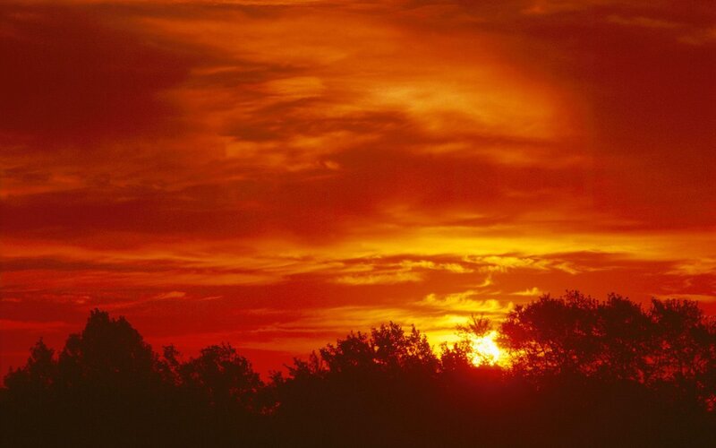 sunset over tree line