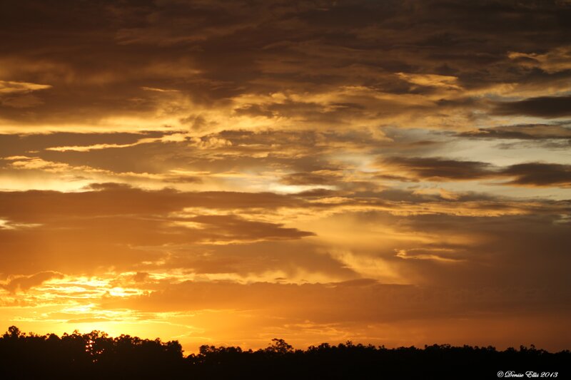 Sunset over Treeline — Orange, Dramatic