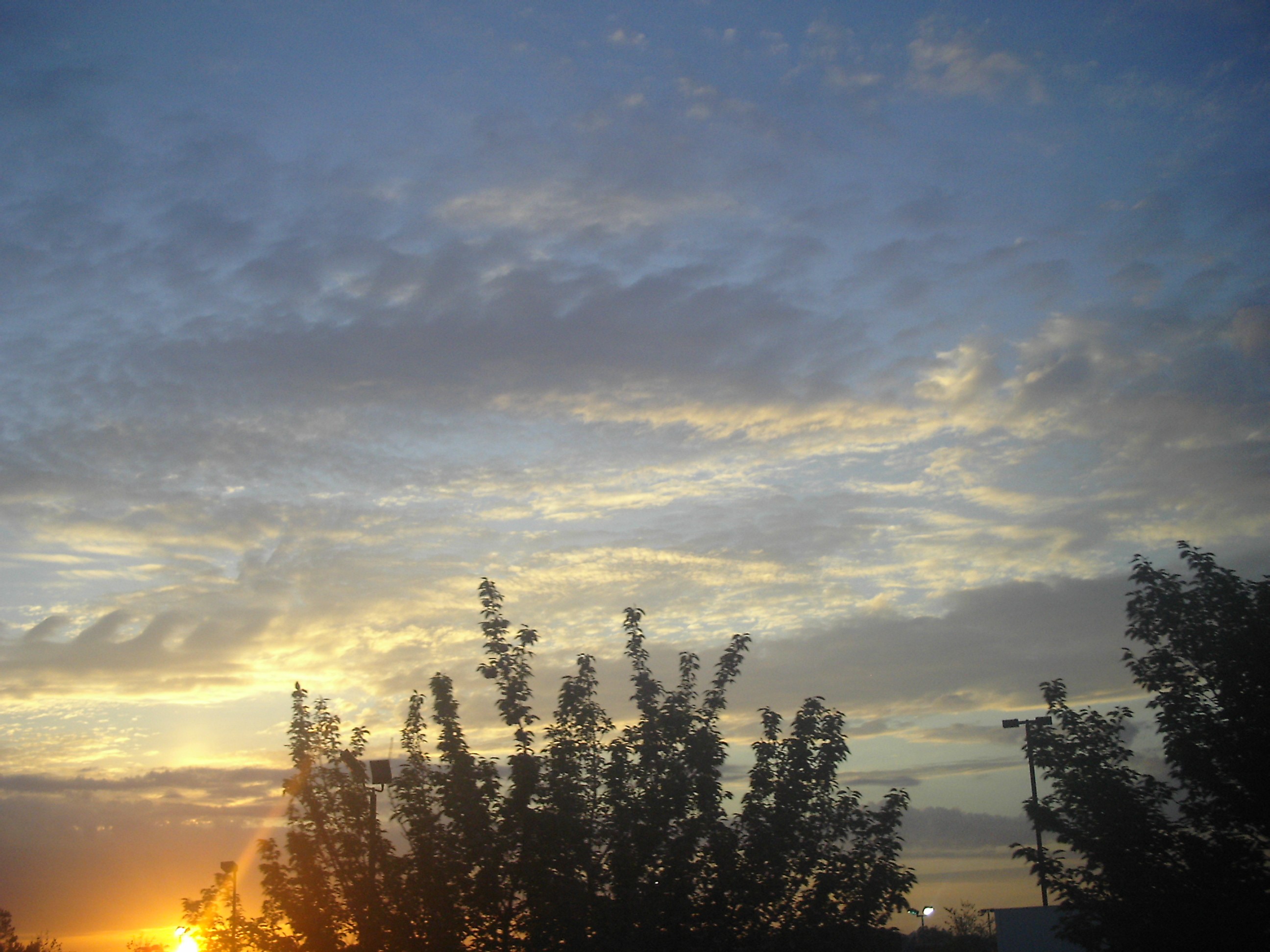 sunset over trees