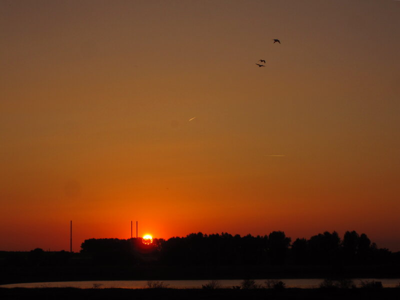 Sunset over Trees — Orange, Serene, Photograph, Birds
