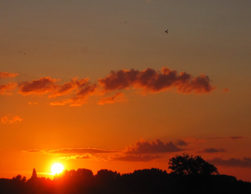 Sunset over Trees — Orange, Serene, Photograph, Clouds, Birds