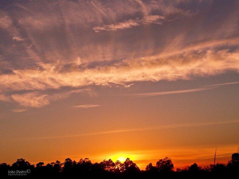 Sunset over Trees — Orange, Serene, Photograph, Clouds, Sun, Yellow