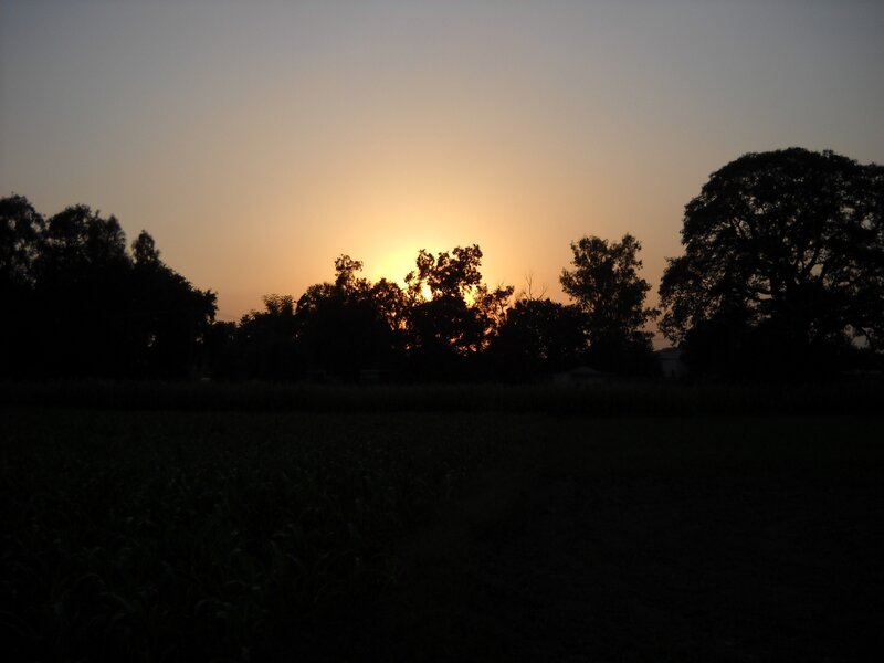 Sunset over Trees — Orange, Serene, Photograph, Field