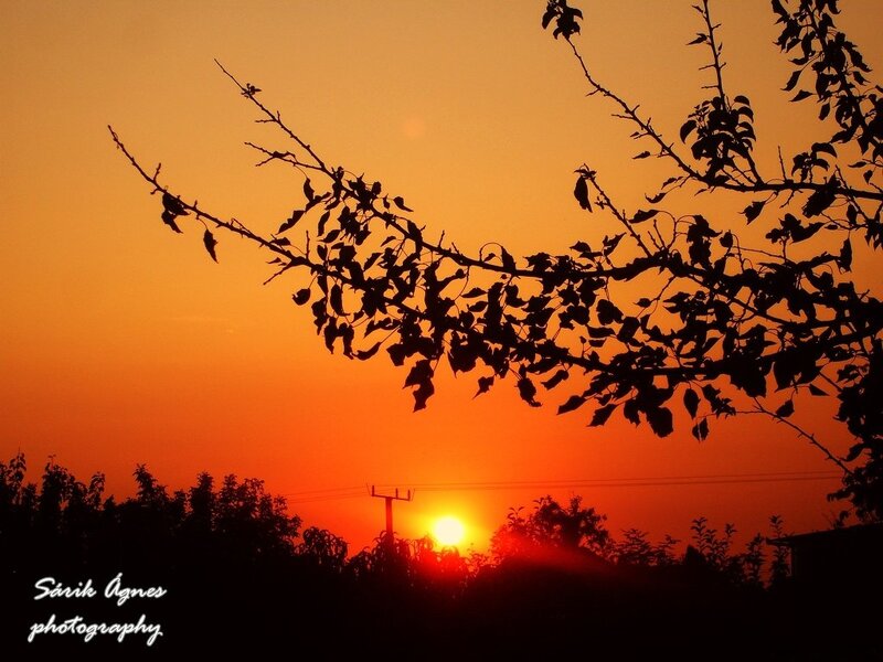 Sunset over Trees — Orange, Serene, Photograph, Sun