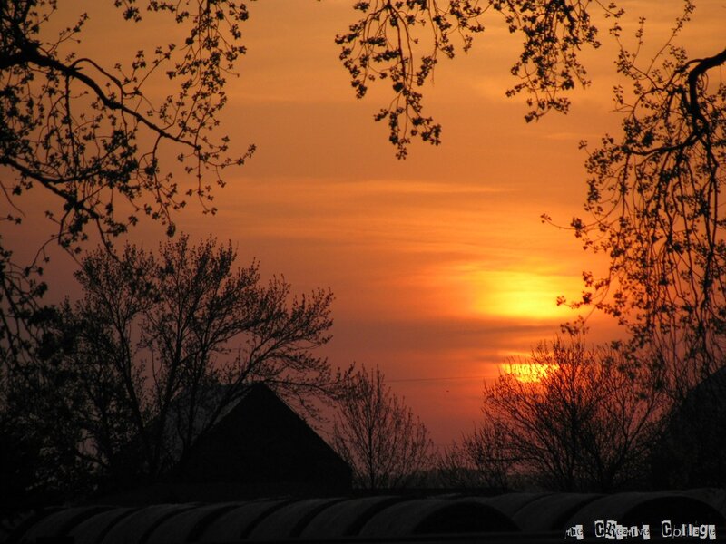 Sunset over Trees — Orange, Serene, Photograph