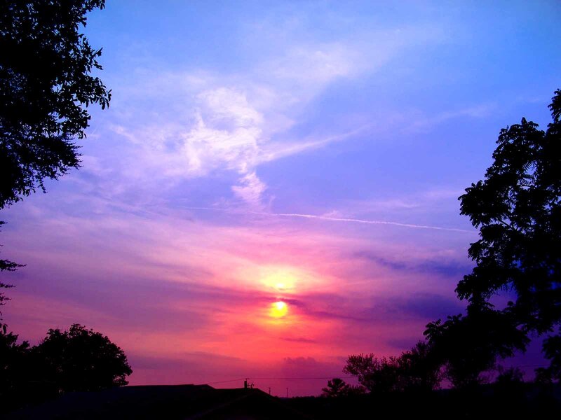 Sunset over Trees — Purple, Serene