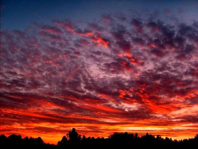 Sunset over Trees — Red, Dramatic, Photograph, Clouds
