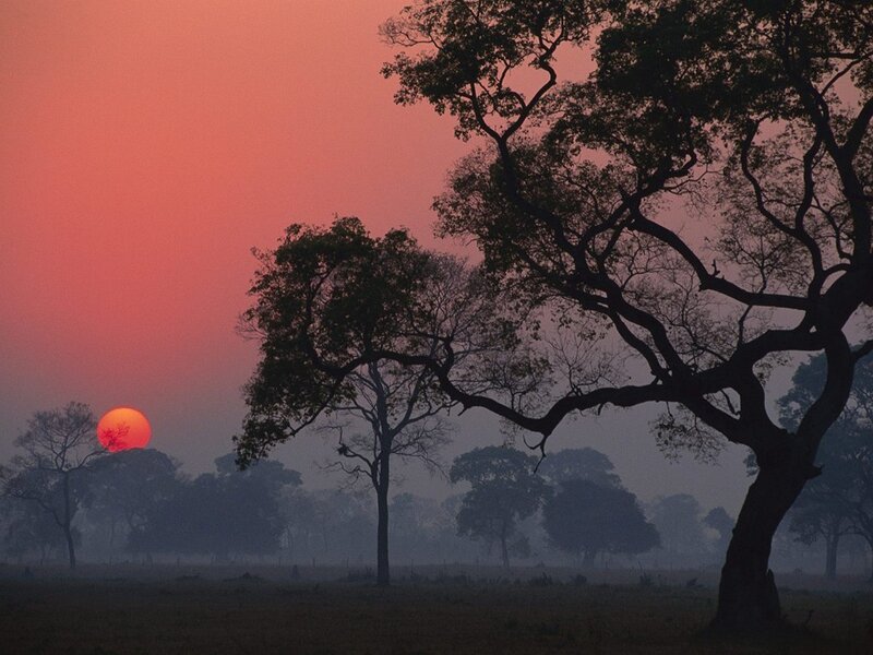 Sunset over Trees — Red, Serene, Photograph, Sun