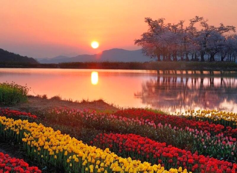 Sunset over tulip fields
