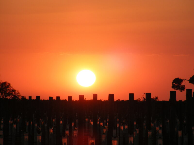 Sunset over vineyard