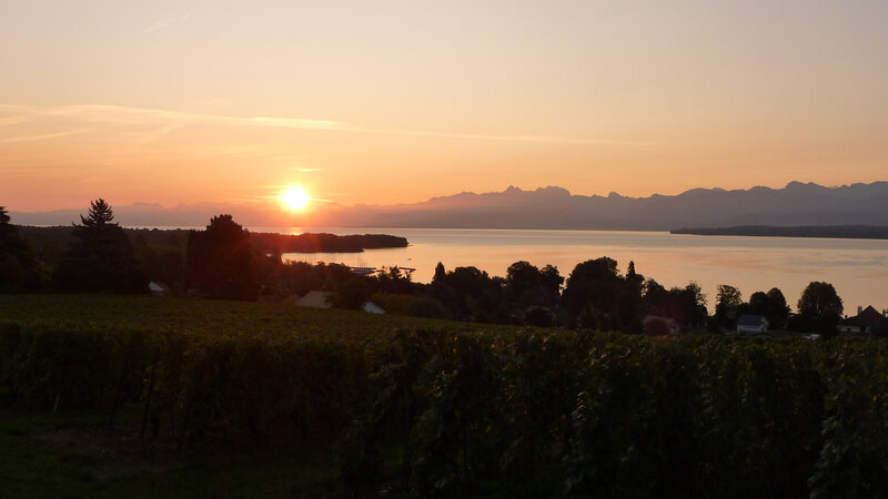 Sunset over vineyard and lake