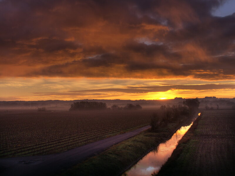 Sunset over vineyard fields