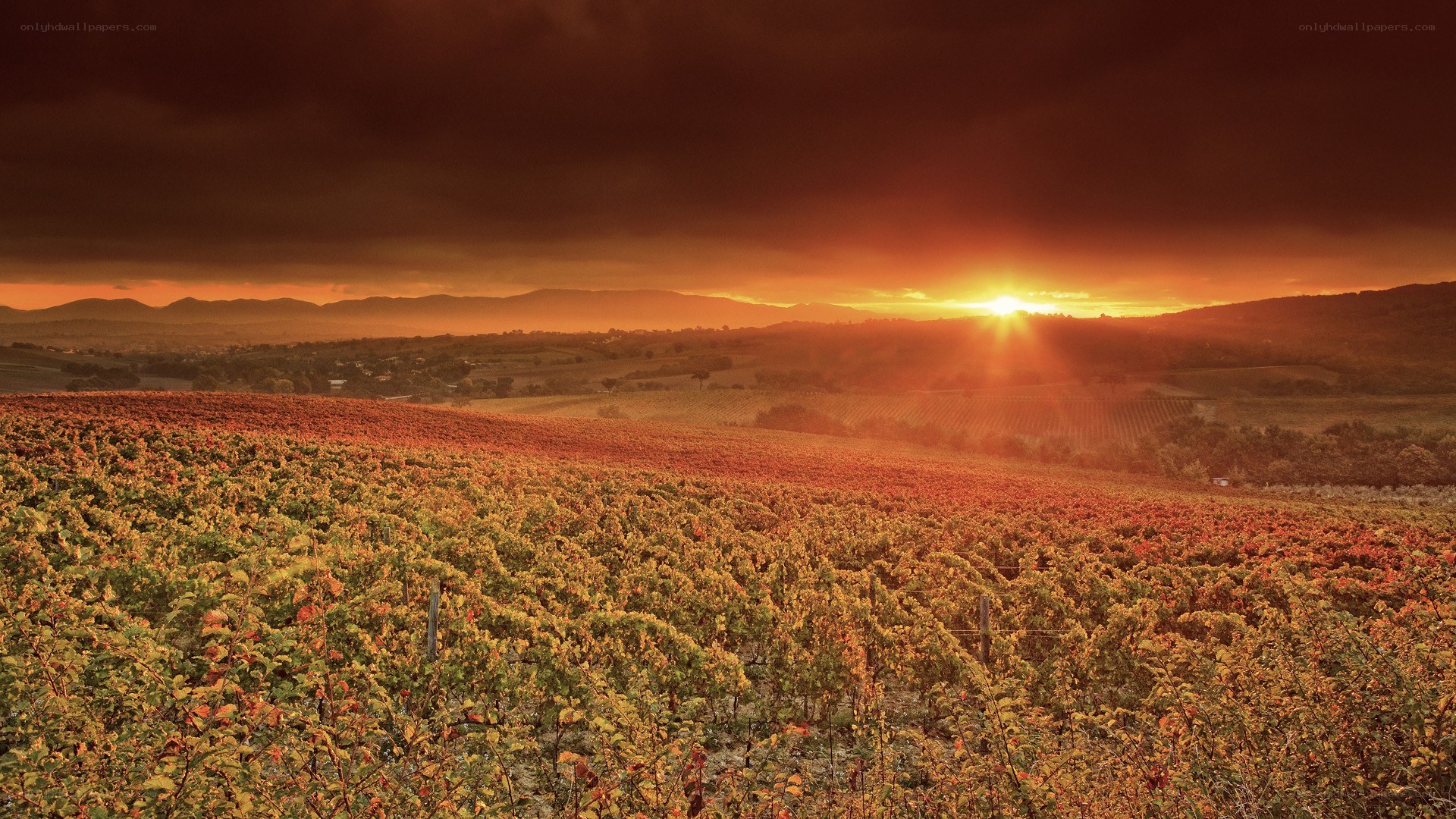 Sunset over vineyard fields