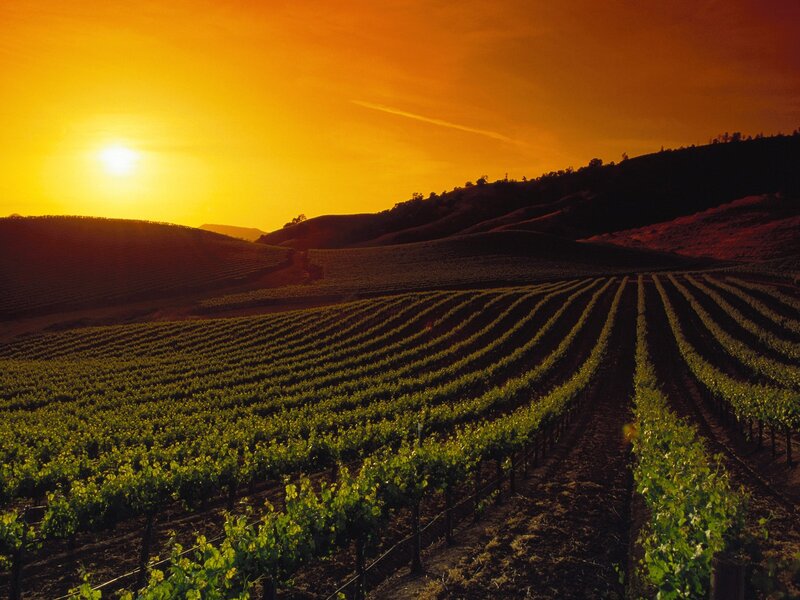 Sunset over vineyard hills