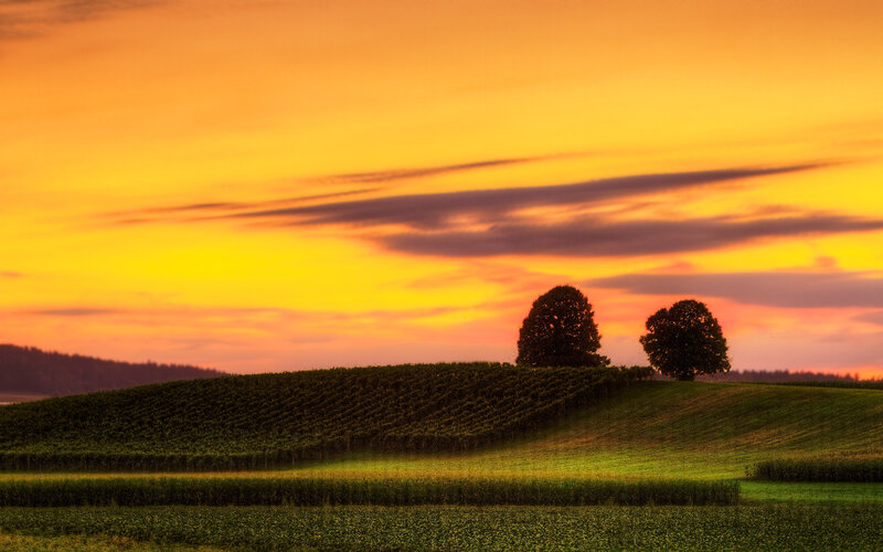 Sunset over vineyard hills