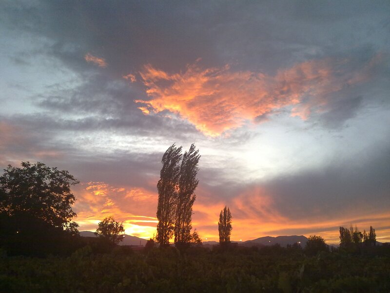 Sunset over vineyard landscape