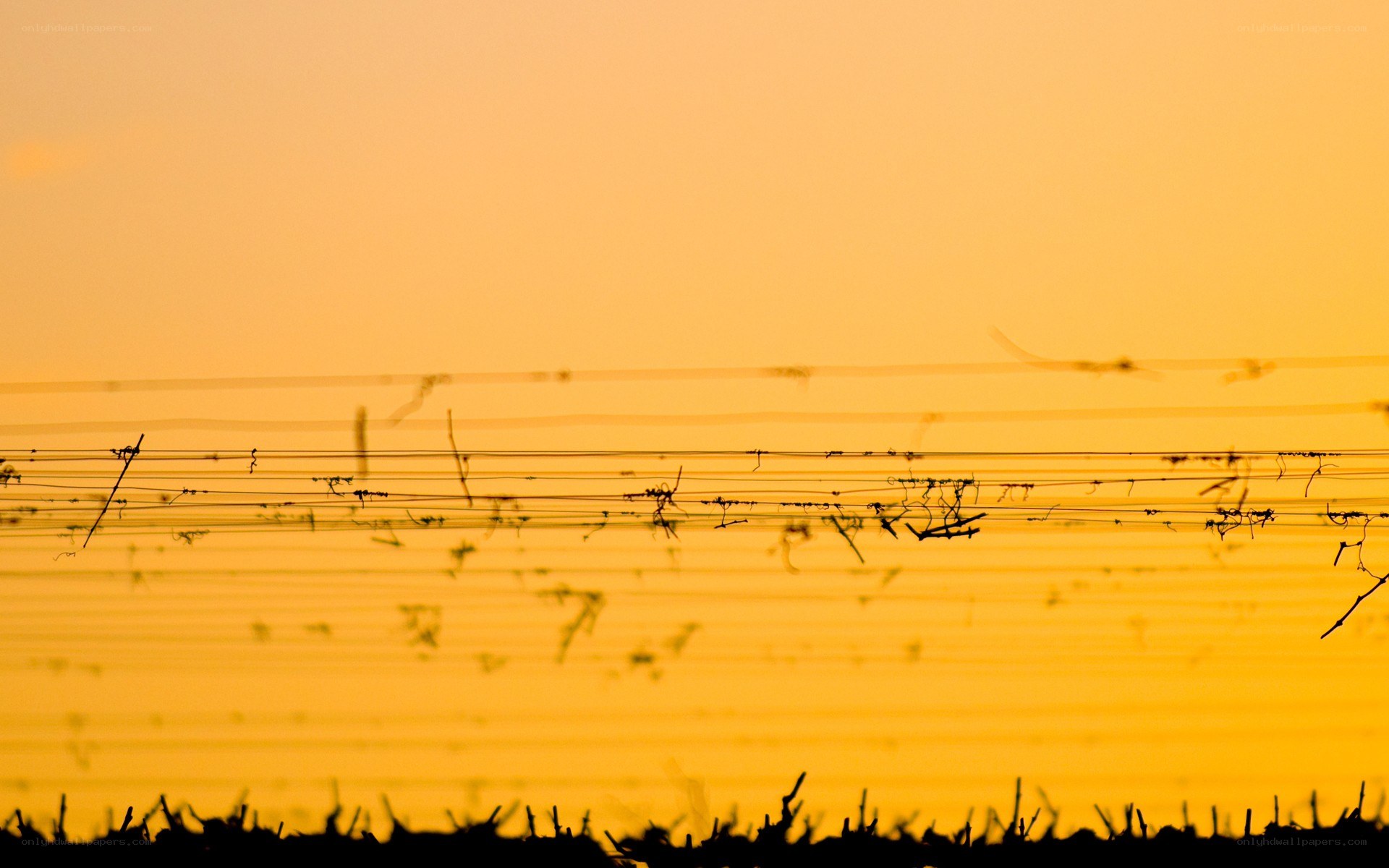 Sunset over vineyard wires